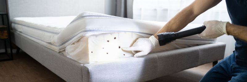 Mattress Pest Control