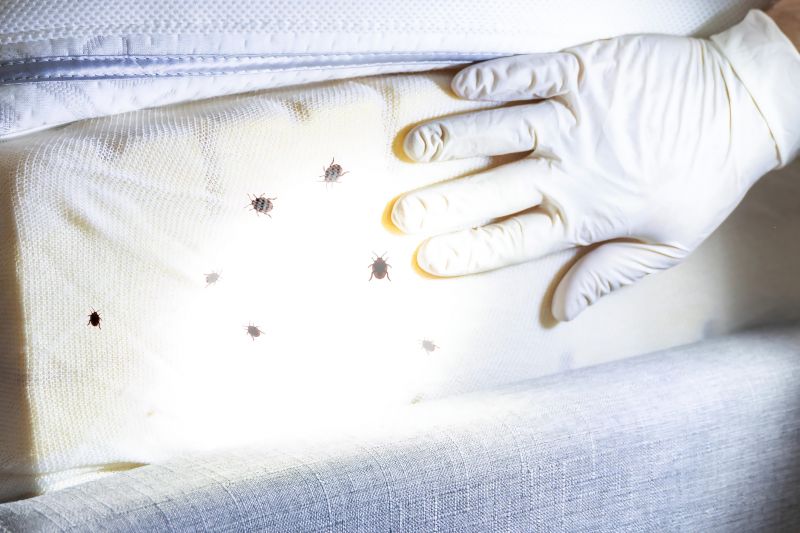 Signs of Bed Bug Activity